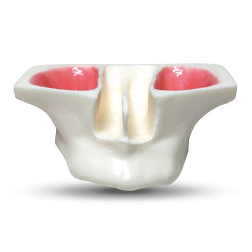 浆液性解剖模型 - E20 - GF DENTAL - 牙窦 / 颌骨 / 用于耳鼻喉护理