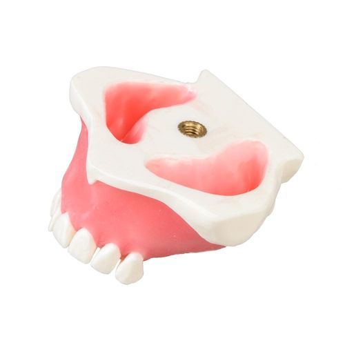 浆液性解剖模型 - E23 - GF DENTAL - 牙齿 / 颌骨 / 教学