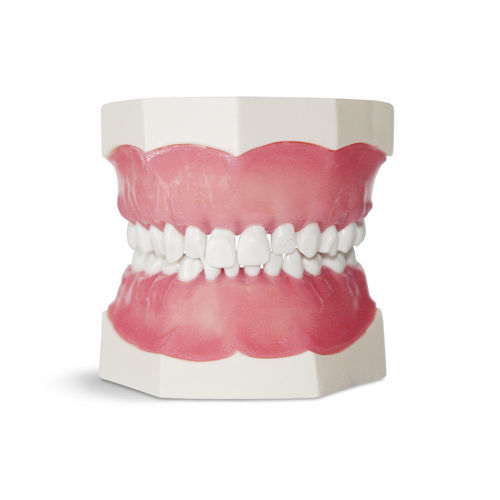 假牙解剖模型 - EK1 - GF DENTAL - 口腔护理 / 教学 / 儿科