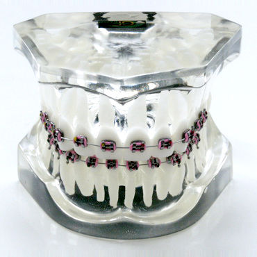 假牙解剖模型 - OTB1 - GF DENTAL - 牙齿矫正 / 培训 / 树脂