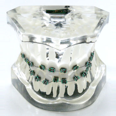 假牙解剖模型 - OTB2 - GF DENTAL - 牙齿矫正 / 培训 / 树脂