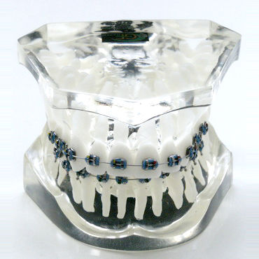 假牙解剖模型 - OTB3 - GF DENTAL - 牙齿矫正 / 培训 / 树脂