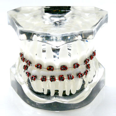 假牙解剖模型 - OTB4 - GF DENTAL - 牙齿矫正 / 培训 / 树脂