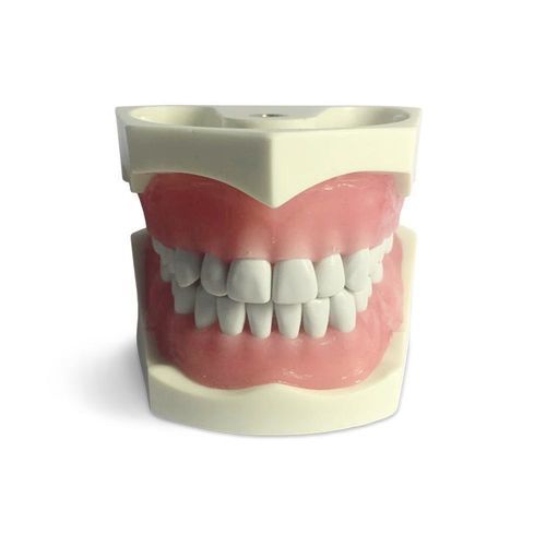 牙齿解剖模型 - E03N - GF DENTAL - 保存患牙 / 牙齿补体 / 培训