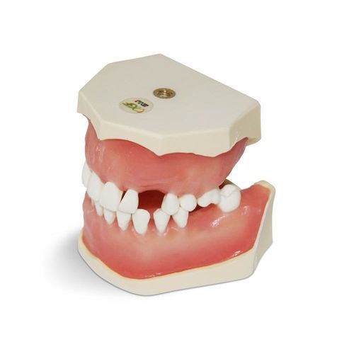 牙齿解剖模型 - E04/ESTR - GF DENTAL - 牙科 / 牙龈 / 手术