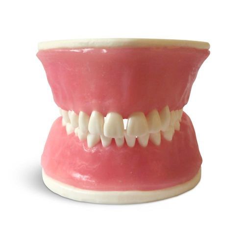 牙齿解剖模型 - E38 - GF DENTAL - 牙龈 / 用于牙周 / 培训