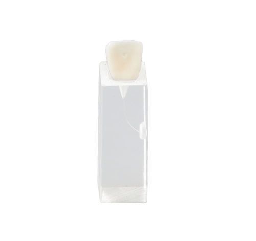 牙科解剖模型 - E10/C - GF DENTAL - 用于牙髓 / 培训 / 白色