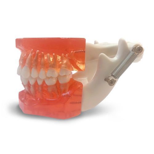 牙齿解剖模型 - ETR1 - GF DENTAL - 牙龈 / 颌骨 / 颌骨