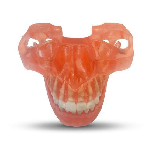 下颚解剖模型 - ETR2 - GF DENTAL - 牙齿 / 颌骨 / 牙齿矫正