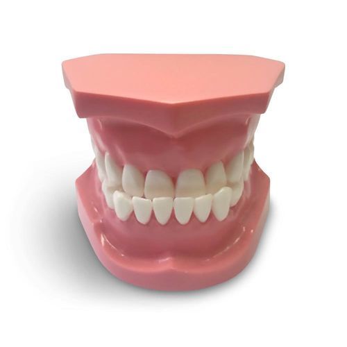牙科解剖模型 - ORB04 - GF DENTAL - 牙齿矫正 / 培训