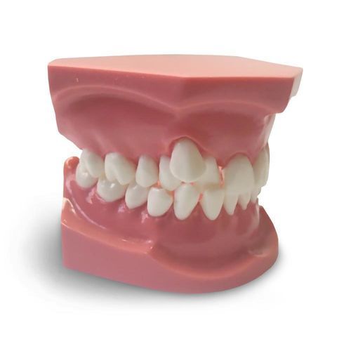 牙科解剖模型 - ORB05 - GF DENTAL - 牙齿矫正 / 培训