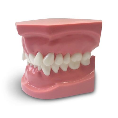 牙科解剖模型 - ORB06 - GF DENTAL - 牙齿矫正 / 培训