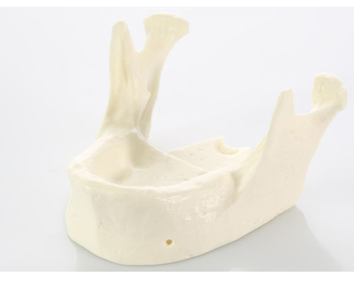 颌骨解剖模型 - E22 - GF DENTAL - 牙科 / 培训 / 白色