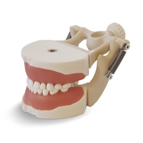牙齿解剖模型 - EK2 - GF DENTAL - 牙龈 / 用于拔牙 / 儿科护理