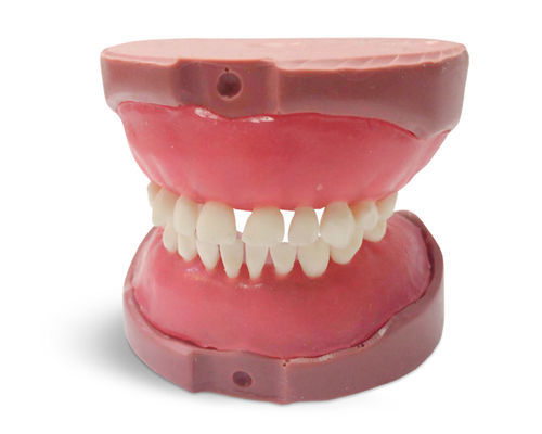 牙齿解剖模型 - EK4 - GF DENTAL - 牙科 / 牙龈 / 牙科