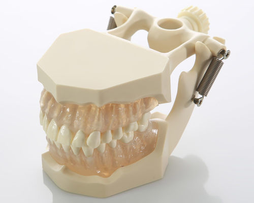 牙齿解剖模型 - DM05 - GF DENTAL - 牙龈 / 根管 / 牙科