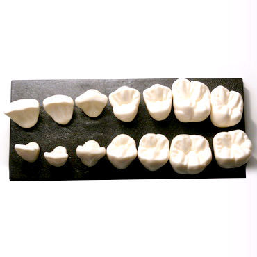 牙齿解剖模型 - DM10 - GF DENTAL - 牙移植术 / 演示 / 树脂