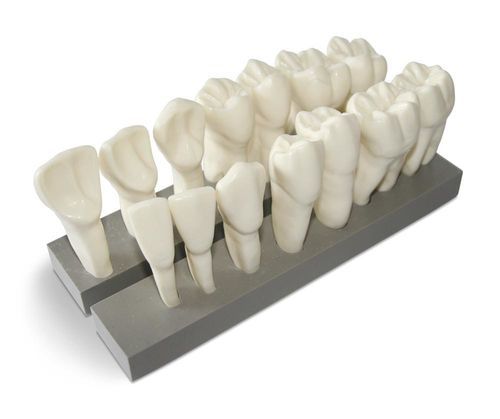 牙齿解剖模型 - DM19 - GF DENTAL - 牙科 / 演示 / 树脂