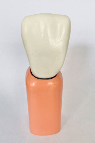 牙齿解剖模型 - T07 - GF DENTAL - 牙移植术 / 演示 / 白色