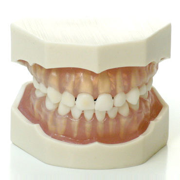 牙齿解剖模型 - DM25/K - GF DENTAL - 牙龈 / 用于口腔卫生 / 儿科护理