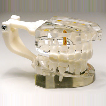 牙齿解剖模型 - T03 - GF DENTAL - 牙科 / 演示 / 儿科