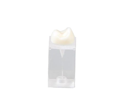 牙科解剖模型 - E09/C - GF DENTAL - 用于牙髓 / 培训 / 白色