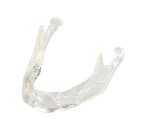 颌骨解剖模型 - E81/T - GF DENTAL - 牙移植术 / 牙齿补体 / 培训