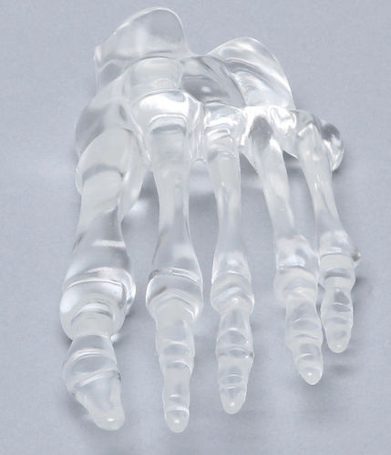 骨骼解剖模型 - 1701-90  - Sawbones/Pacific Research Labs - 脚 / 教学 / 塑料