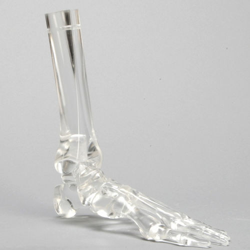 骨骼解剖模型 - 1701-529-5  - Sawbones/Pacific Research Labs - 脚 / 胫骨 / 腓骨