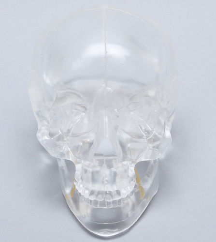 颅骨解剖模型 - 1345-4-1 - Sawbones/Pacific Research Labs - 教学 / 铰接式 / 透明
