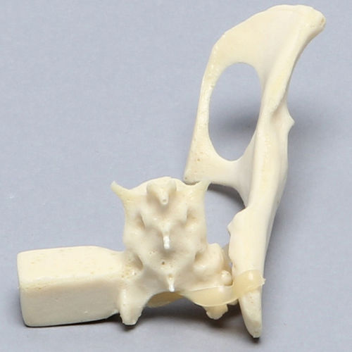 骨盆解剖模型 - 2728 - Sawbones/Pacific Research Labs - 骶骨 / 猫科 / 泡沫