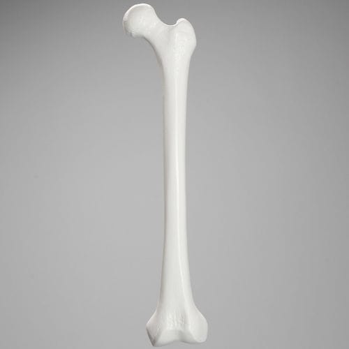 股骨解剖模型 - 1103  - Sawbones/Pacific Research Labs - 教学 / 塑料