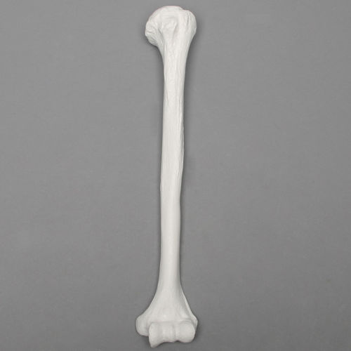 肱骨解剖模型 - 1006 - Sawbones/Pacific Research Labs - 教学 / 塑料