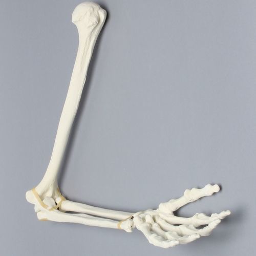 手臂解剖模型 - 1022-63-1  - Sawbones/Pacific Research Labs - 教学 / 泡沫 / 铰接式