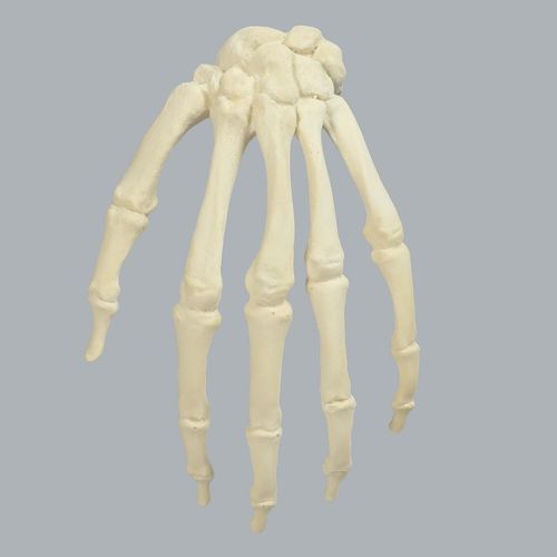 骨骼解剖模型 - 1008-1 - Sawbones/Pacific Research Labs - 手 / 教学 / 泡沫