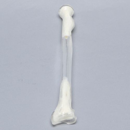 桡骨解剖模型 - 1005-5 - Sawbones/Pacific Research Labs - 塑料 / 透明