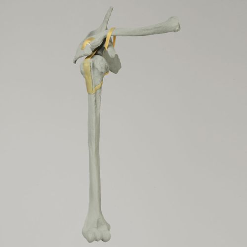肱骨解剖模型 - 1020-100-1 - Sawbones/Pacific Research Labs - 肩部 / 肩胛骨 / 锁骨