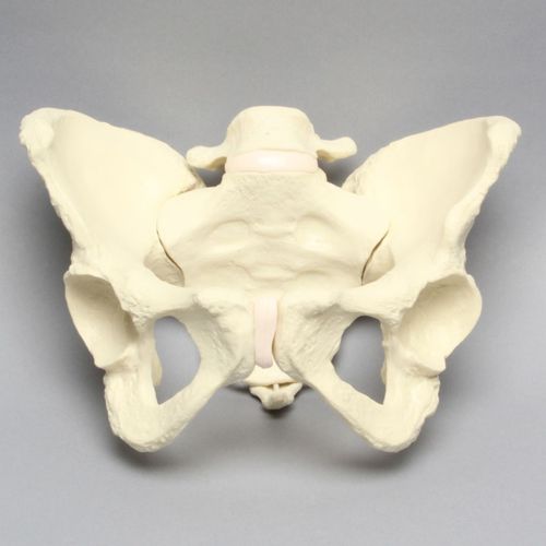 骨盆解剖模型 - 1302-22 - Sawbones/Pacific Research Labs - 关节 / 椎骨 / 尾骨
