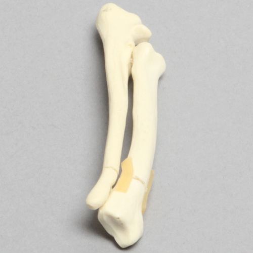 犬类解剖模型 - 2002-29-1 - Sawbones/Pacific Research Labs - 桡骨 / 教学 / 泡沫