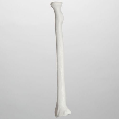 桡骨解剖模型 - 1005 - Sawbones/Pacific Research Labs - 塑料