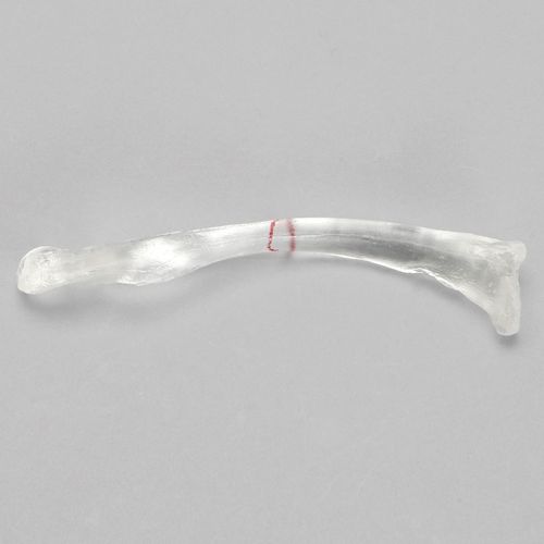 锁骨解剖模型 - 1020-2-1 - Sawbones/Pacific Research Labs - 塑料
