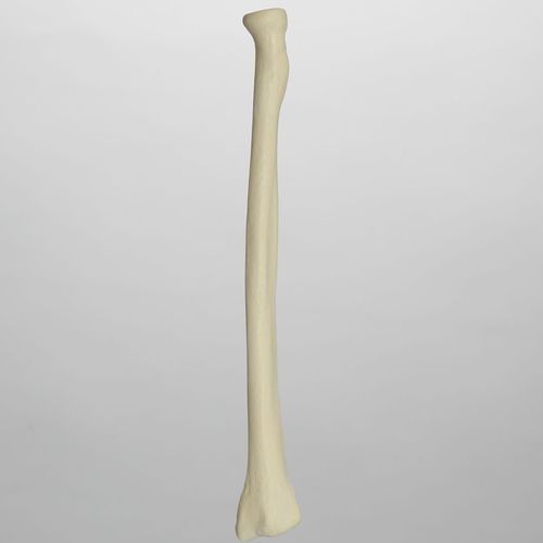 桡骨解剖模型 - 1012 - Sawbones/Pacific Research Labs - 泡沫