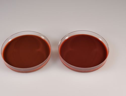 琼脂凝胶试剂 - CHOCOLATE EUGON - Biomed Diagnostics, Inc. - 兽医实验室