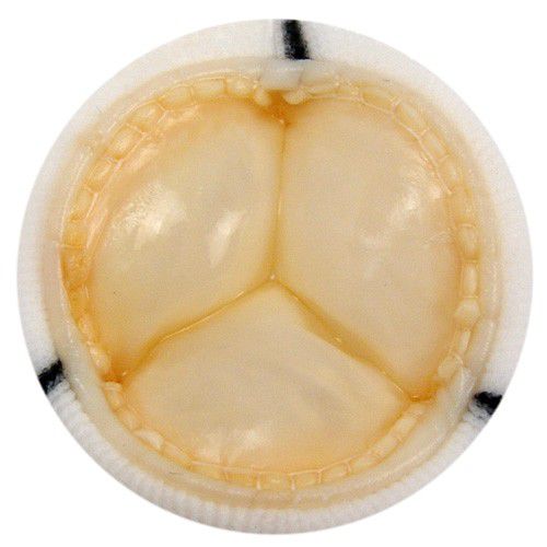 肺部生物瓣膜 - 8431 - Braile Biomedica - 三尖瓣 / 主动脉 / 二尖瓣