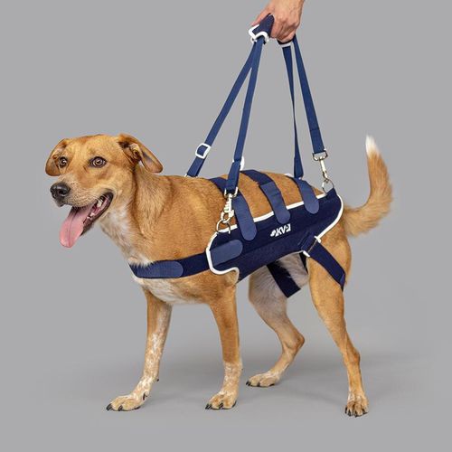 辅助行走吊带 - Balto® Body Lift  - KVP EU Ltd - 兽用 / 小腿 / 犬用