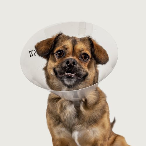 犬用动物脖套 - Betsy™ Clear - KVP EU Ltd - 透明 / 可调节 / 塑料