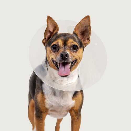 犬用动物脖套 - QuickFit™ - KVP EU Ltd - 可调节 / 透明