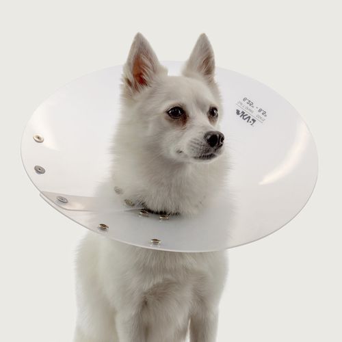 犬用动物脖套 - Saf-T-Shield™ - KVP EU Ltd - 透明 / 聚乙烯