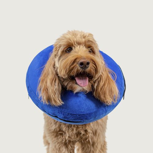 犬用动物颈托 - KONG® Cloud™ - KVP EU Ltd - 可水洗 / 充气