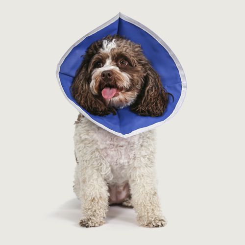犬用动物脖套 - EZ Flex™ - KVP EU Ltd - 可调节